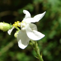 Hibiscus micranthus L.f.
